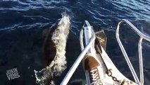 Amazing Fishing Trip - Whales Dolphins and Seals - Video Dailymotion