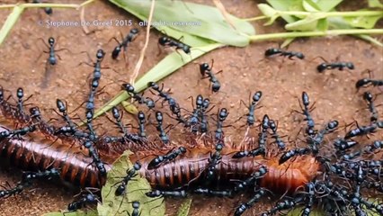 Microrobots pulling a car | Микророботи влечат автомобил