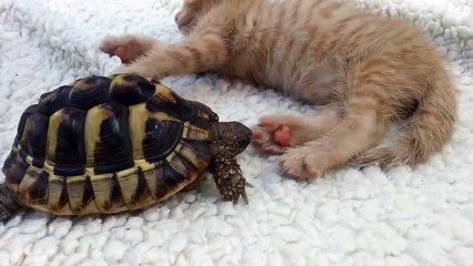 Une tortue goulue mange un chaton