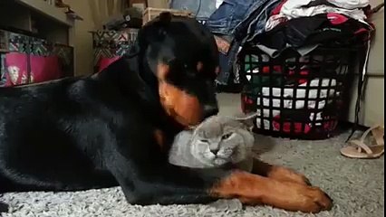 Petite toilette pour ce chat, laver par la grosse langue du chien
