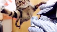 funny video 20