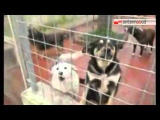 Tg Antenna Sud -  Bisceglie, sconto Tari se adotti un cucciolo