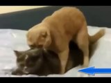 ??? ????? ??? ????? ???? ????????? | Mating cats and dogs