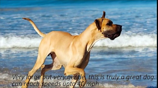 TOP 10 FASTEST DOGS IN THE WORLD , GREYHOUND