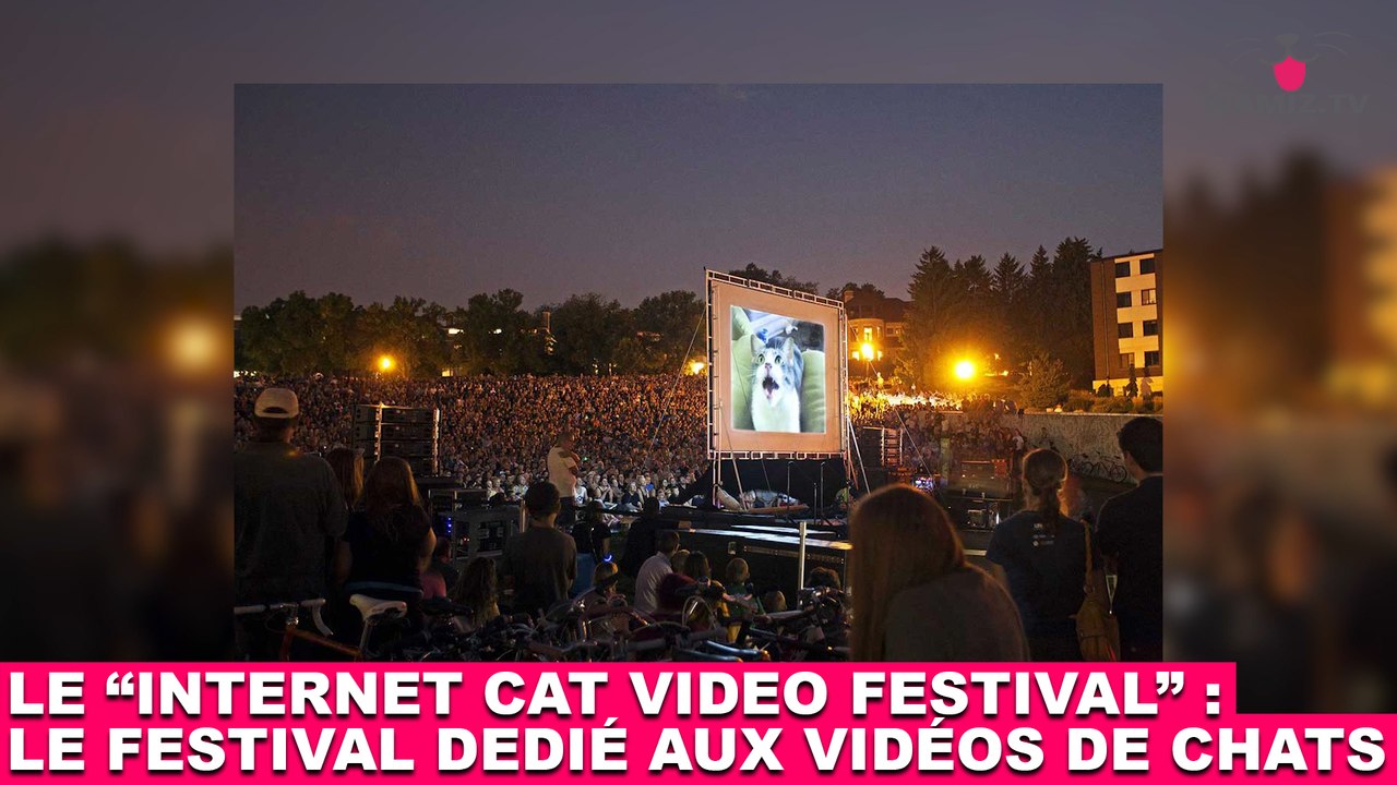Le "Internet Cat Video Festival" : Le festival dédié aux vidéos de chats ! Découvrez-le dans la minute chat #159