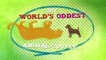 Oggi vi raccontiamo l'amicizia che ha colpito milioni di persone. Un orso, una tigre e un leone.