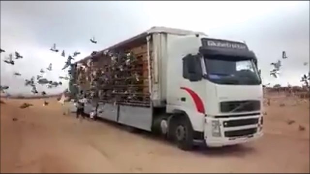 Enorme laché de pigeons voyageurs pendant un concours. Impressionnant