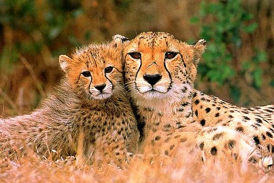 Guépards : dans la Savane de Namibie - ST (2016)