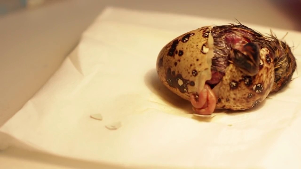 Il couve des oeufs achetés au supermarché et de...