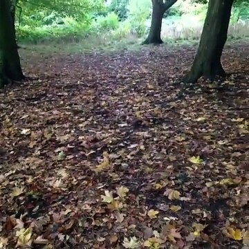 Top 10 puppy Funny vines Compilation - Cute Puppies Playing 2015