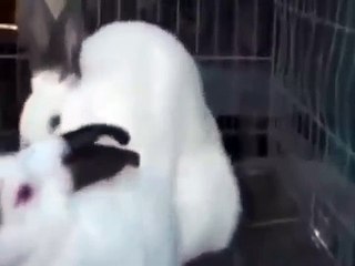 تزاوج الارانب اغرب تكاثر للحيوانات الاليفة