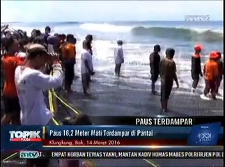 Paus Mati Terdampar di Pantai Tumpeng, Bali