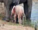 Afrique du sud: l'éléphanteau albinos rose, star du Kruger National Parc, fait le buzz