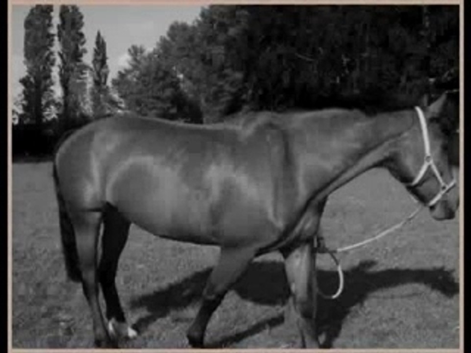 Cheval