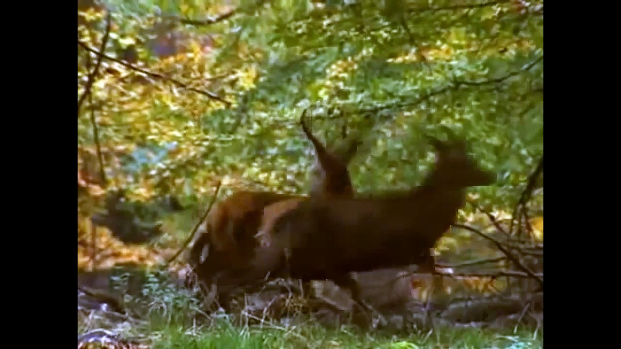 Wildlife Documentary :Wolf The Beauty Killer Full Length Wildlife Documentary