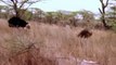 Lion Attack And kill Wild African Animals Compilation Video #HD Lion Hunting