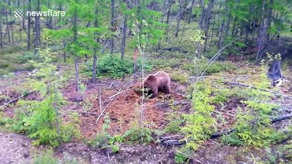 Brown bear hunting rodents in Siberia