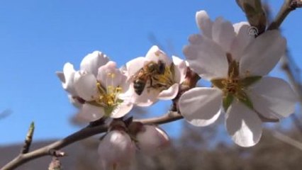 İki Mevsimi Bir Arada Yaşıyorlar