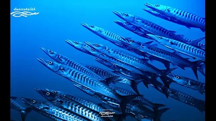 Tekneden zargana avı