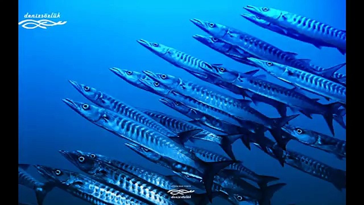 Tekneden zargana avı