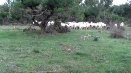 Zirai İlaçlı Ot Yiyen Keçiler Telef Oldu
