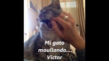 Victor Madera’s pet