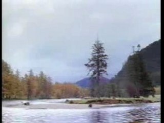 007 Comedy - Funny Bear