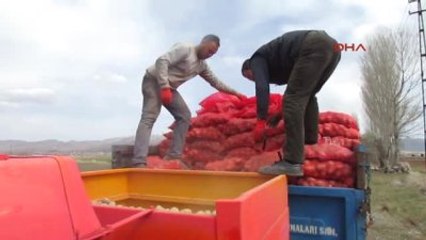Sandıklı'da Patates Üreticileri Sezona Umutlu Başladı