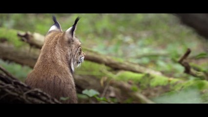 Festival du Film Français au Maroc (2016) - FESTIVAL DU FILM FRANCAIS AU MAROC