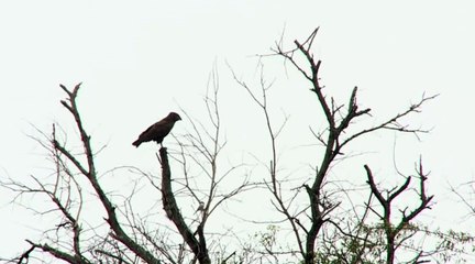3-15-16 Sunrise Drive Brown snake eagle with Brent Leo-Smith