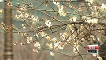 Spring flowers in Korea bloom early