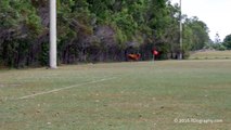 En Australie un taureau déboule en plein match de foot !
