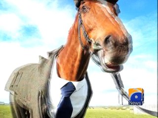 Horse dressed in tweed suit ahead of Cheltenham Festival -16 March 2016