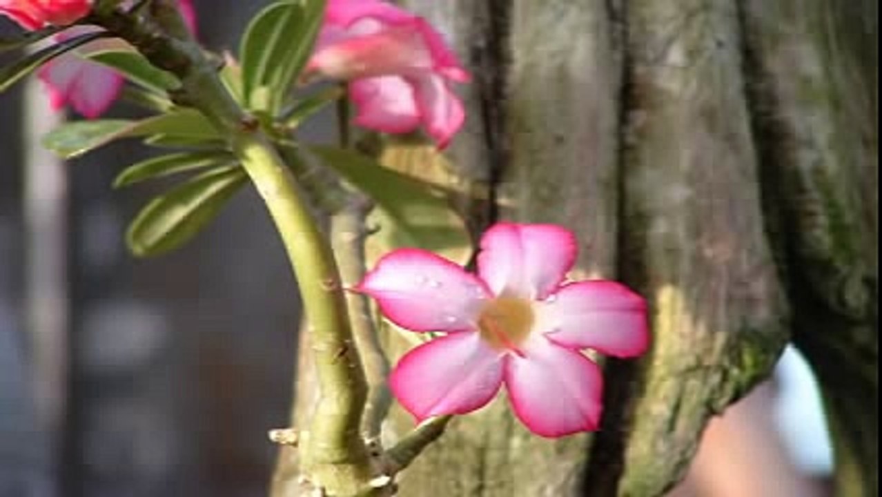 Cheb Mami - Douha Alia - Douhi Aliya _ Mix Maza