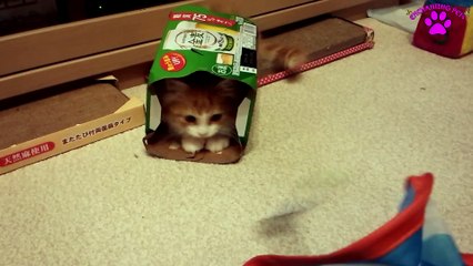 CUTE KITTENS: Happy Cats