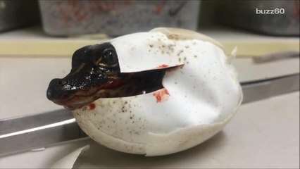 Alligator hatching looks like the scene from 'Jurassic Park'
