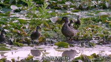 Nature  An Original DUCKumentary (2012)