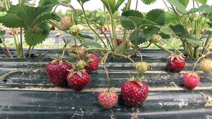 Nekoliko saveta za uspešno gajenje jagoda_443_12.03.2016.