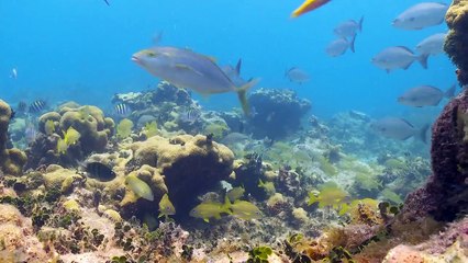 *Tropical Scuba Diving*