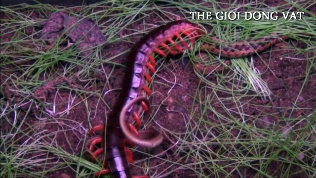 Rết khổng lồ đấu rắn khi xà tinh gặp phải khắc tinh truyền kiếp full HD - Thế giới động vật