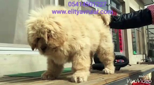 SATILIK TİBET MASTİFİ YAVRULARI ÇİN SECERELİ 05414501227