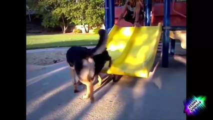 Веселые собаки!!!приколы с животными