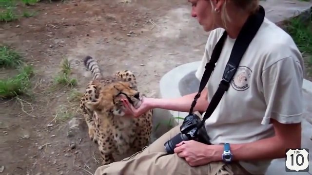 ВИДЕО ДНЯ- САМЫЙ МИЛЫЙ ГЕПАРД на ЮТУБЕ-))) Ласковый ГЕПАРД смешные животные 2015