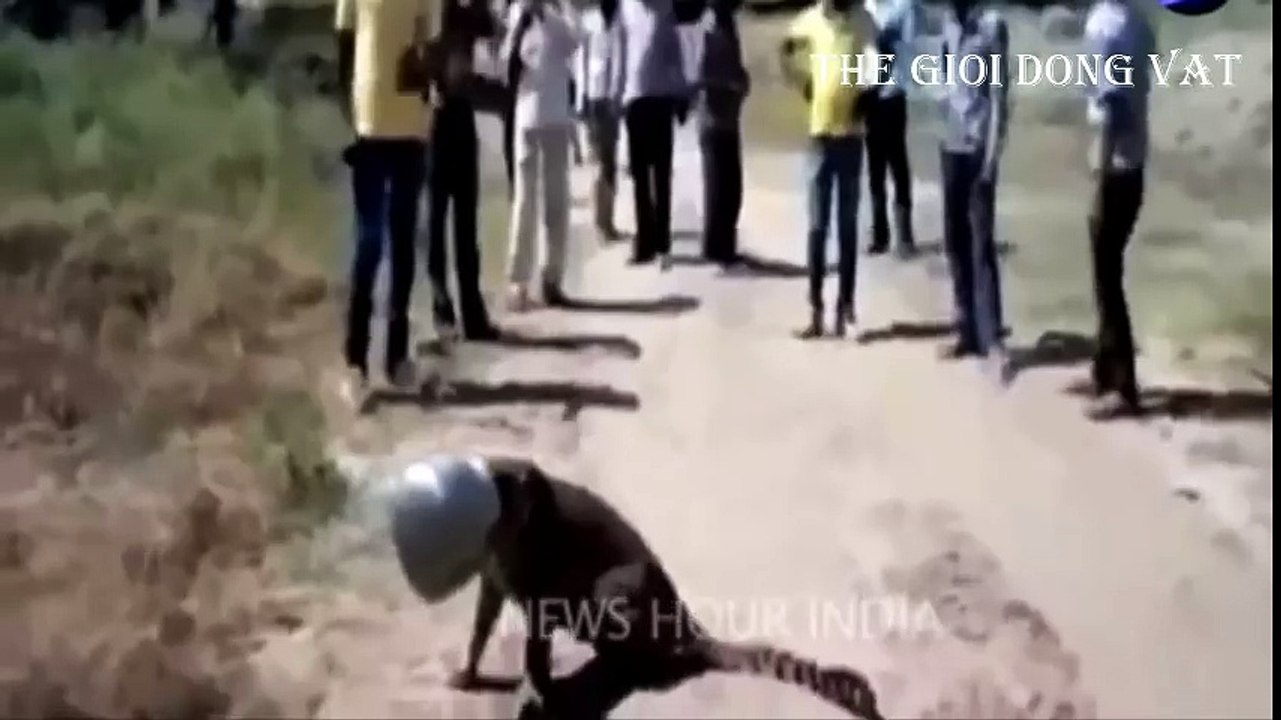 Cận cảnh báo gấm bị kẹt đầu trong bình nước ở Ấn Độ - Thế giới động vật