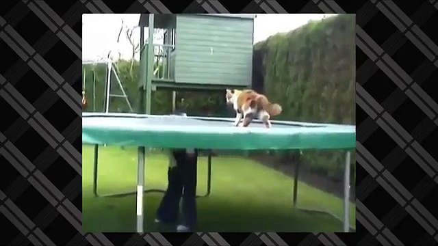 НЕ СМЕШНО! Кот на батуте Приколы с животными 2015
