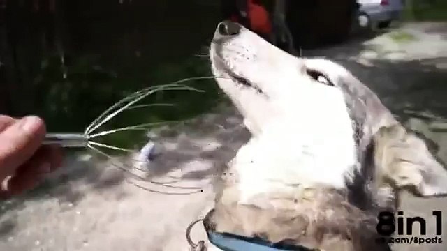 Полный ржач, массаж головы собаке Хаски, лучшие приколы с животными, 2015 январь, угар