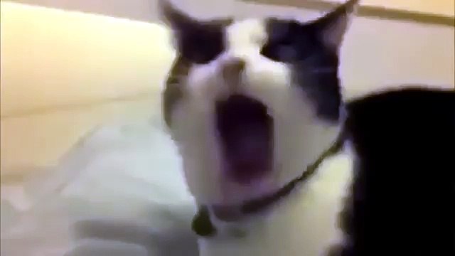 Приколы озвучка животных! Самые смешные приколы с животными Low