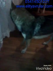 WOLF DOG HYBRİD FİYATLARI A CLASS SECERELİ YAVRULAR