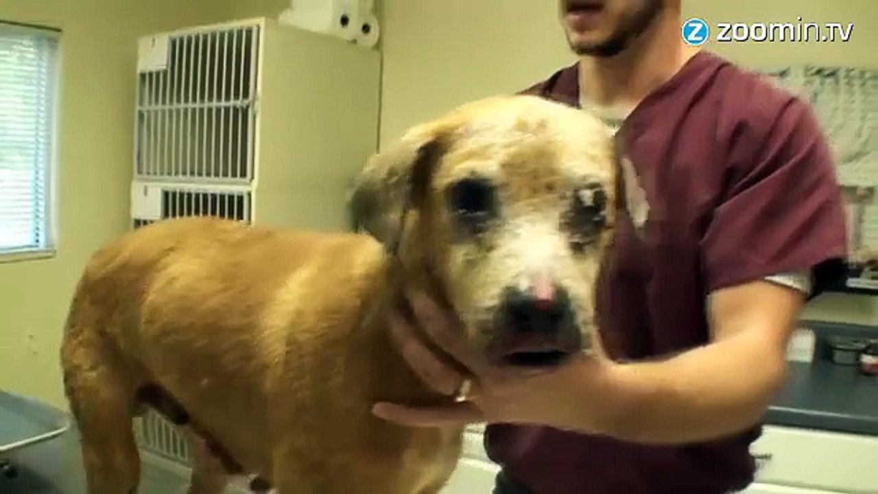 Dieser Streuner hatte einen echten Schutzengel.