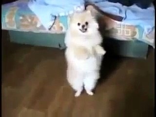 Приколы про животных с озвучкой....Jokes about animals with voice acting